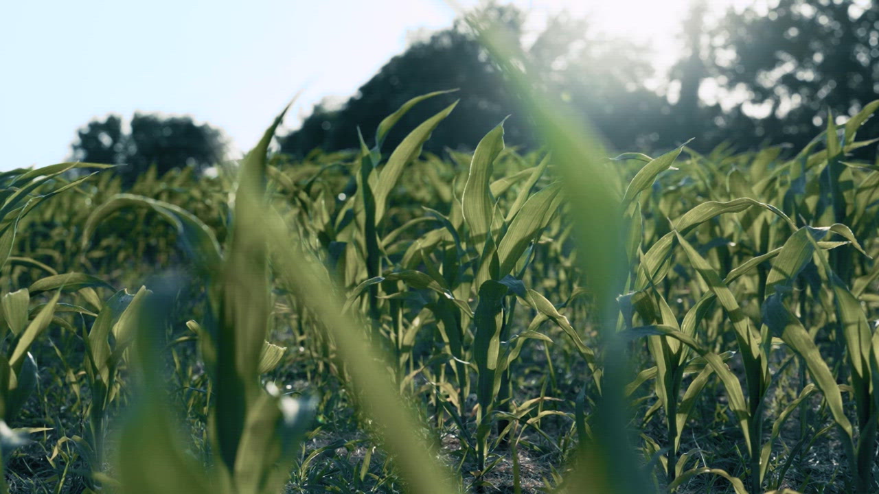 Zebco Omega Pro 30 Size Freshwater Spincast Reel - view number 6